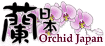 Orchid Japan