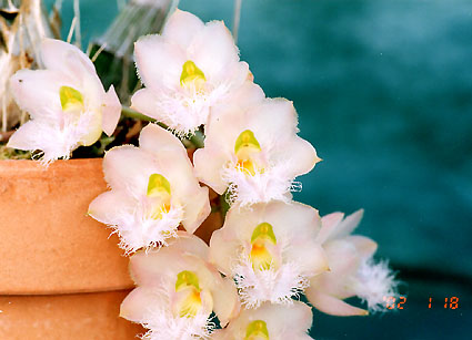 Ctsm. Rebecca Northen 'Mikkabi'