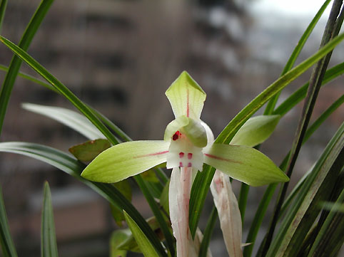 Cym. goeringii 日本春蘭