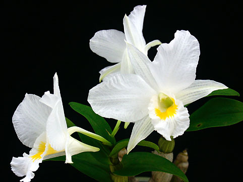 Den. Formidible 'Ugusu'