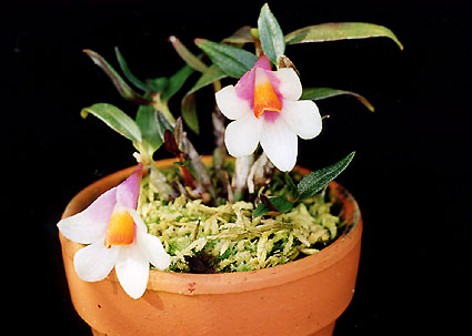 Den. Mountain Magi (Yellow)