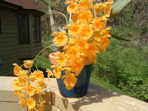 Den. aggregatum var. majus