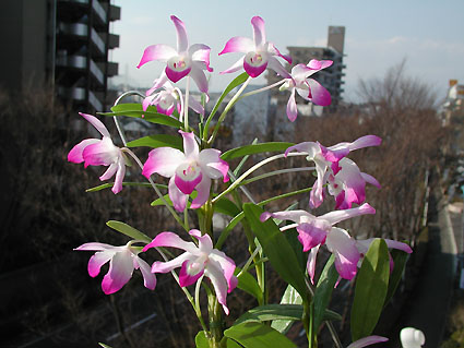 Den. linawianum