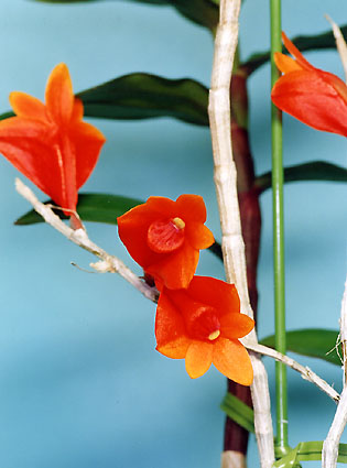 Den. mohlianum x Den. obtusisepalum