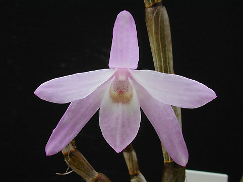 Den. moniliforme '円月'