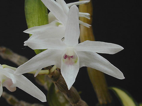 Den. moniliforme 'Kaguyahime'
