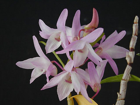 Den. moniliforme�@��������