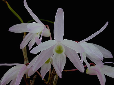 Den. moniliforme '���ەP'