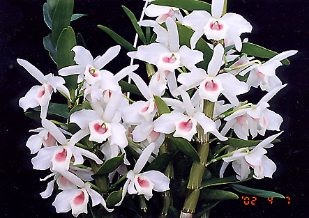 Den. nobile var. carnea