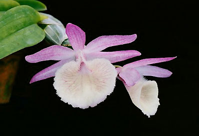 Den. primulinum var. giganteum 'Suruga'