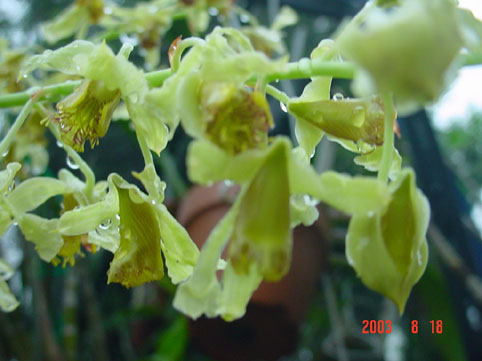 Den. rupicola