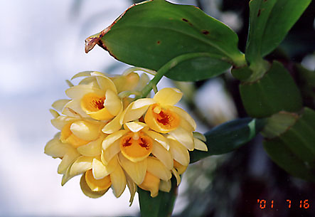 Den. sulcatum