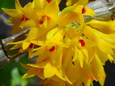 Den. bullenianum (Den. topaziacum)