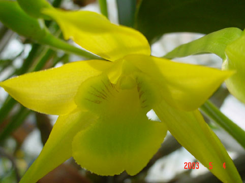 Den. trigonopus