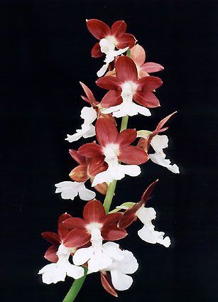 �t�W�@���@�t�W