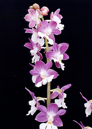 �X���K�@���@�t�W