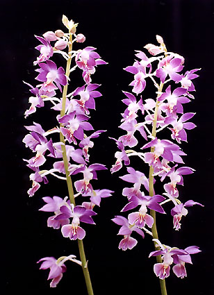 �V�R�N�@���@�g�~�X