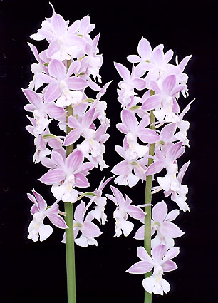 �j�I�C�G�r�l�n