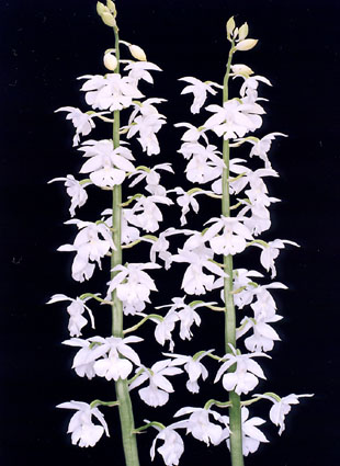 �g�~�X�@����