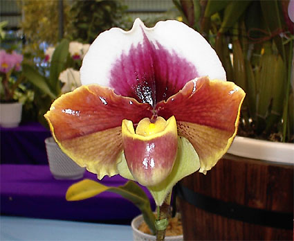 Paph. Sioux 'Ardmore'