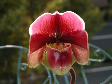 Paph. Orchilla 'Chilton' FCC/AOS