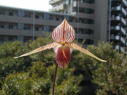 Paph. rothschilianum