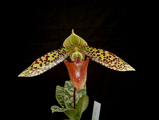 Paph. sukhakulii