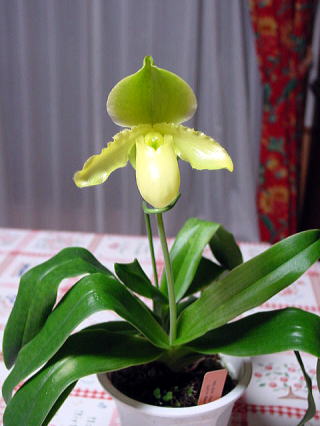 Paph. Sunlit Meadow