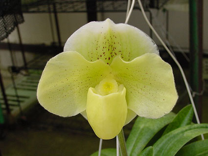 Paph. White Knight