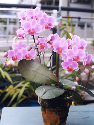 Phal. Little Steve
