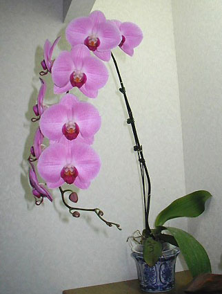 Dtps.�iTaisco Firebird 'DL18' x I-Hsin Coral Rose 'KH4194'�j