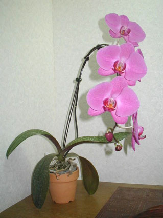 Dtps.�iLin Tiang Beauty 'M1001' x Phal. I-Hsin Smile 'KH4740'�j
