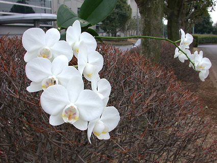 Phal. amabilis