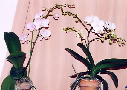 Phal. メモリアル京都