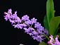 Rhctm. Lilac Blossom 'Lucky'