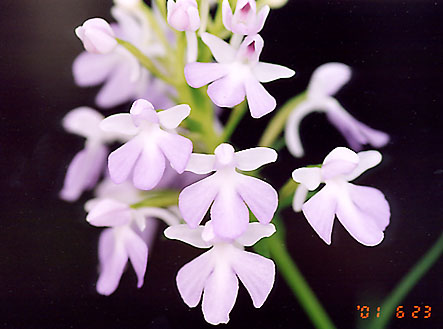 おじこさんの サツマチドリ