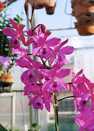 Epc. (Hawaiian Rose x aurantiac) 'Nozawa'