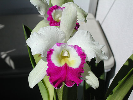 Blc. Hamana Tip 'Akiko'