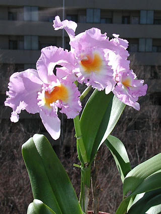 Blc. Jimmy Nagata 'Orchidlibrary'