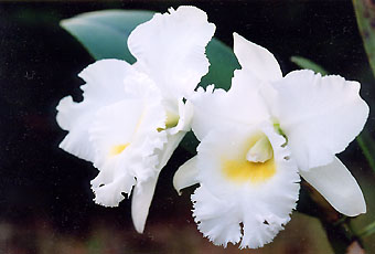 Bc. Pastoral 'Innocence'