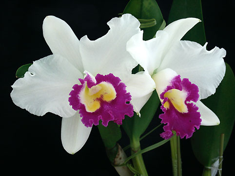 Blc. Lovely Rouge 'Ace of Hearts'