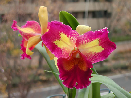 Blc. Taiwan Queen 'Golden Monkey'