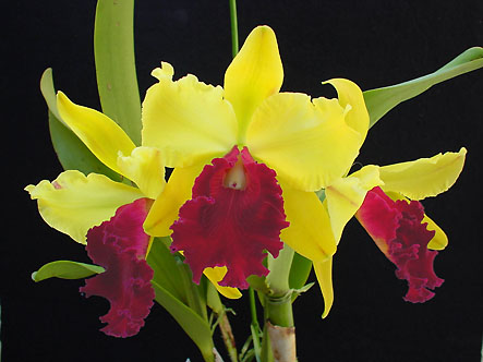 Blc. Toshie Aoki 'Excellent Gold'