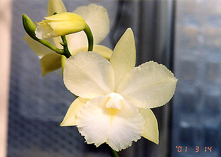 Ctna. Maui Maid 'Lea'