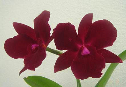 Hknsa. Koolau Sunset 'Hawaii'