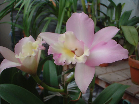 Lc. Angel Love 'Pink Panther'