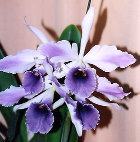 ウーロンさんの Lc. C.G. Roebling 'Blue Indigo' AM/AOS