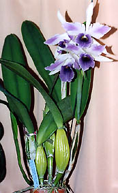 ウーロンさんの Lc. C.G. Roebling 'Blue Indigo' AM/AOS