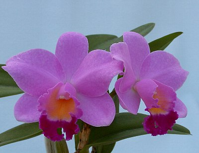 Lc. Candy Floss 'Yatomi'