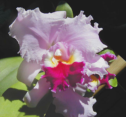 Lc. Festival Queen 'Hagoromo'